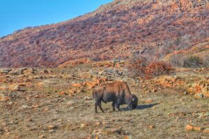 Mt. Scott bison